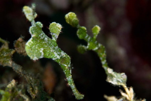 Halimeda Ghostpipe pair, male left female right. by James Deverich 